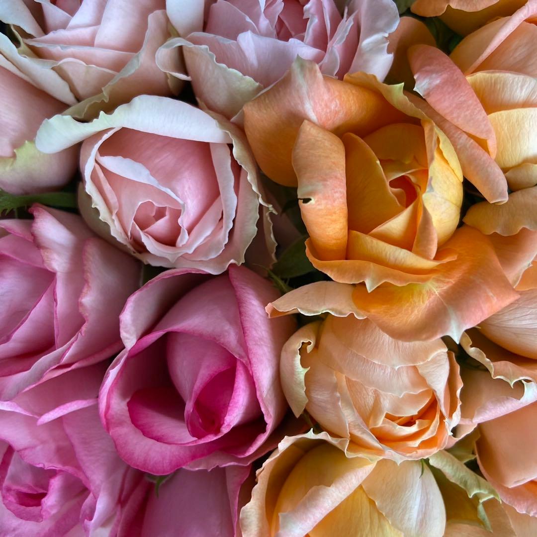 たんたんプロフ必読！ 10本追加 ユーカリ10本追加　クール便対応