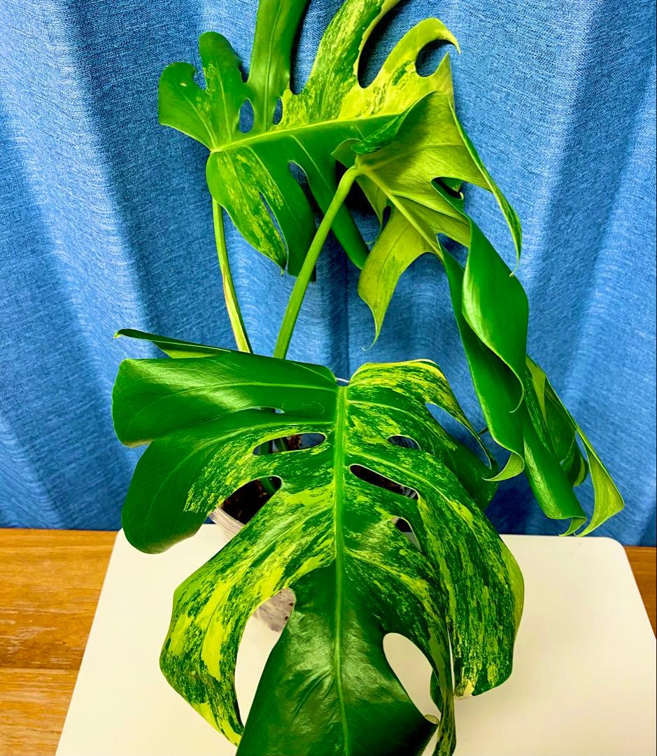 大葉3枚葉　モンステラ　セブブルーミント　イエローマリリン　鉢のまま発送　班入り