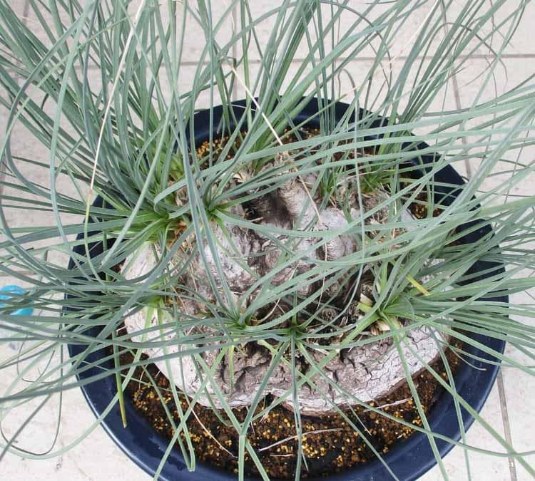 【現品】カリバナス・フーケリー（Calibanus hookeri）12号　３R