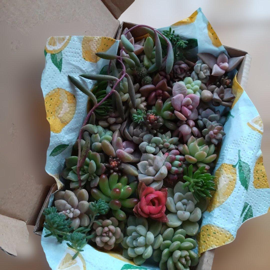 アサ様 リクエスト 5点 まとめ商品