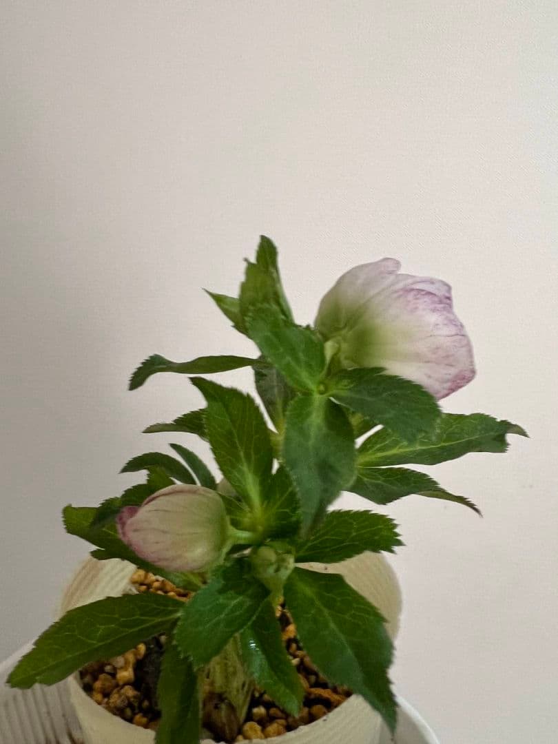 花*菜様 クリスマスローズ　モーリー　苗　株分け