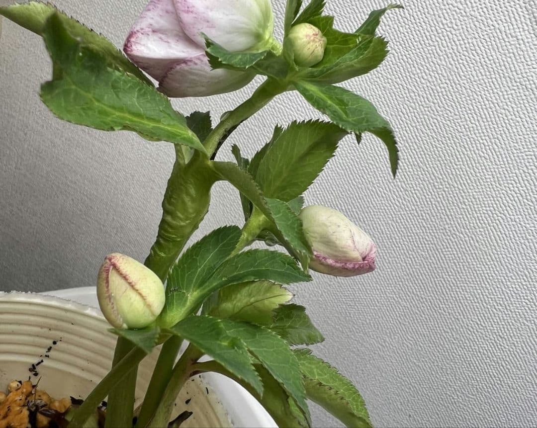 花*菜様 クリスマスローズ　モーリー　苗　株分け