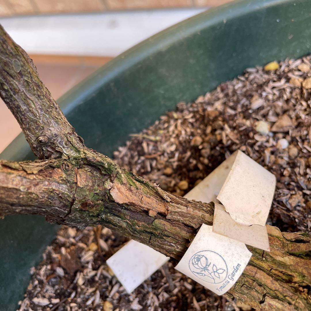 【ロアルドダール】　イングリッシュローズ　苗