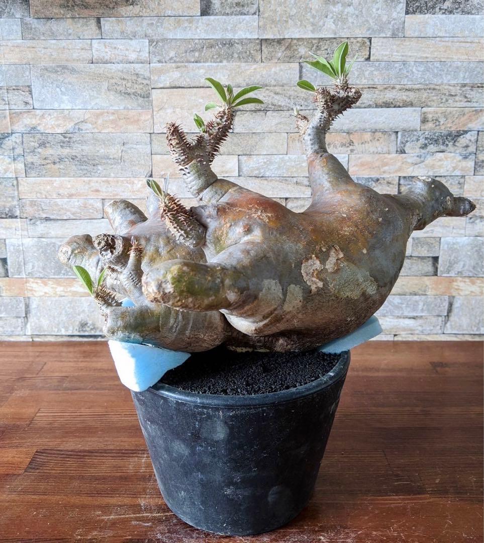 多頭　パキポディウム　マカイエンセ　塊根植物　コーデックス