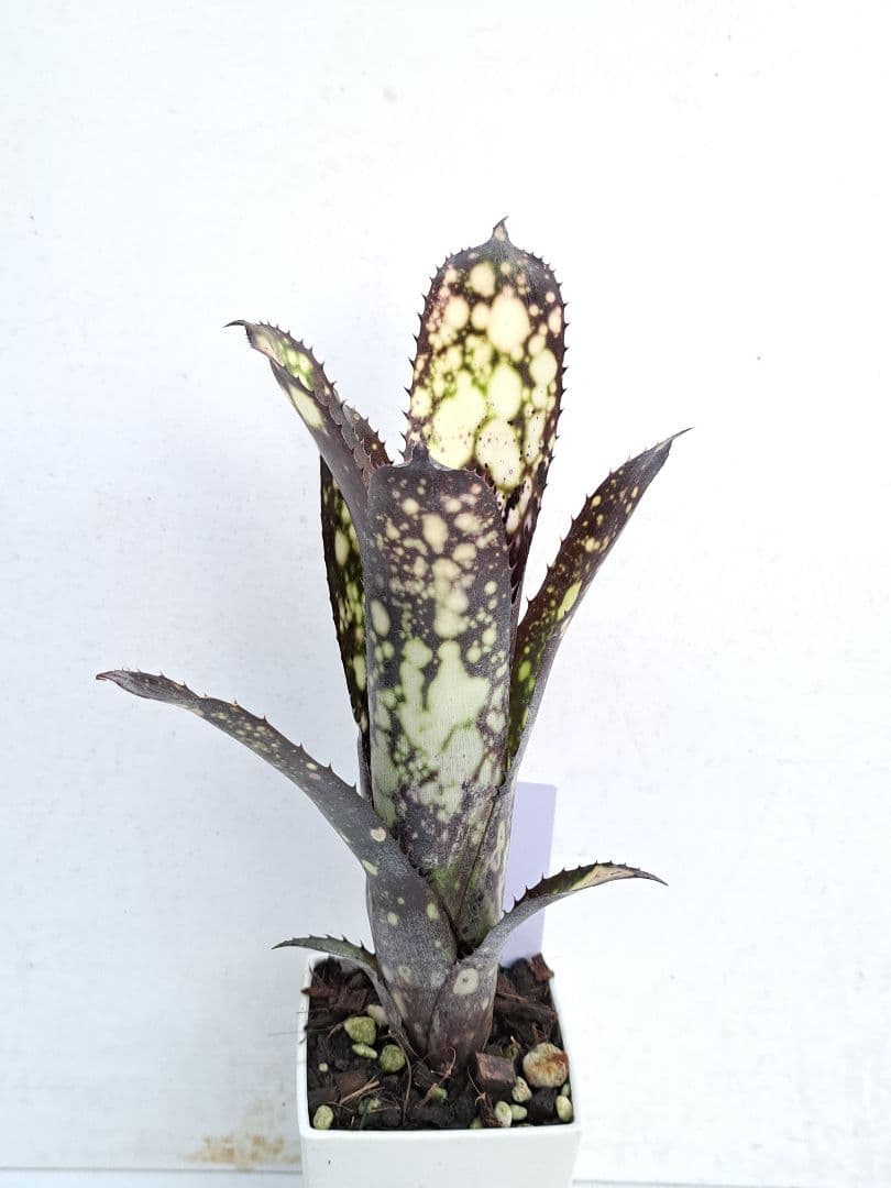 Billbergia ‘DM×Afterglow’×‘Purple Haze’