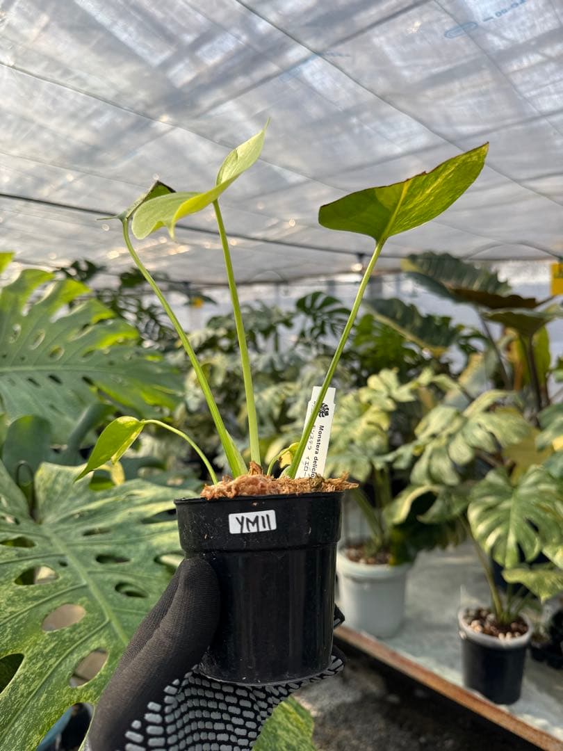YM11 モンステラ　イエローマリリン　黄斑入り