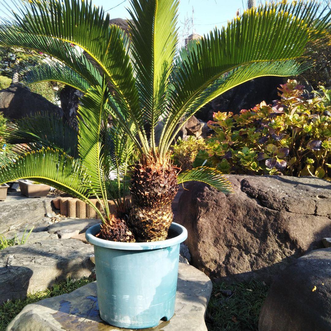 金環ソテツ （黄金ソテツ)