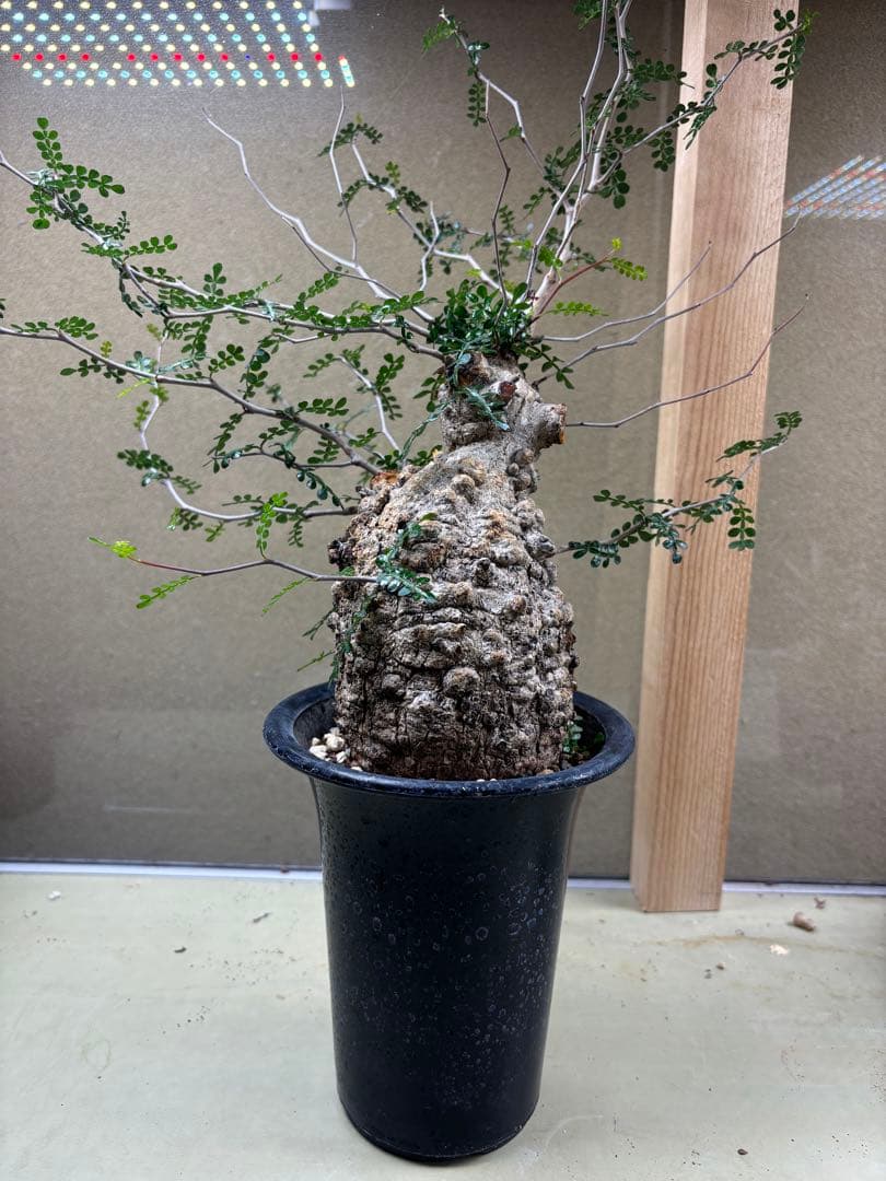 オペルクリカリアパキプス　現地　現地球　発根済み