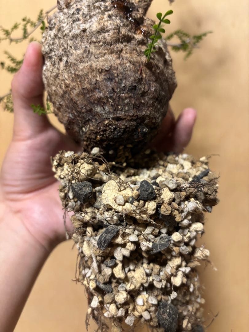 オペルクリカリアパキプス　現地　現地球　発根済み