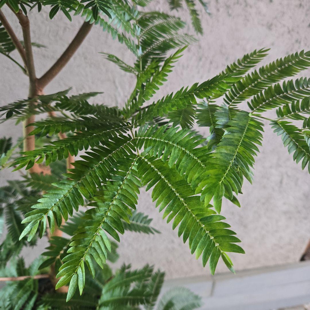 ⑦　エバーフレッシュ　8号特大苗木最高等級極太‼️