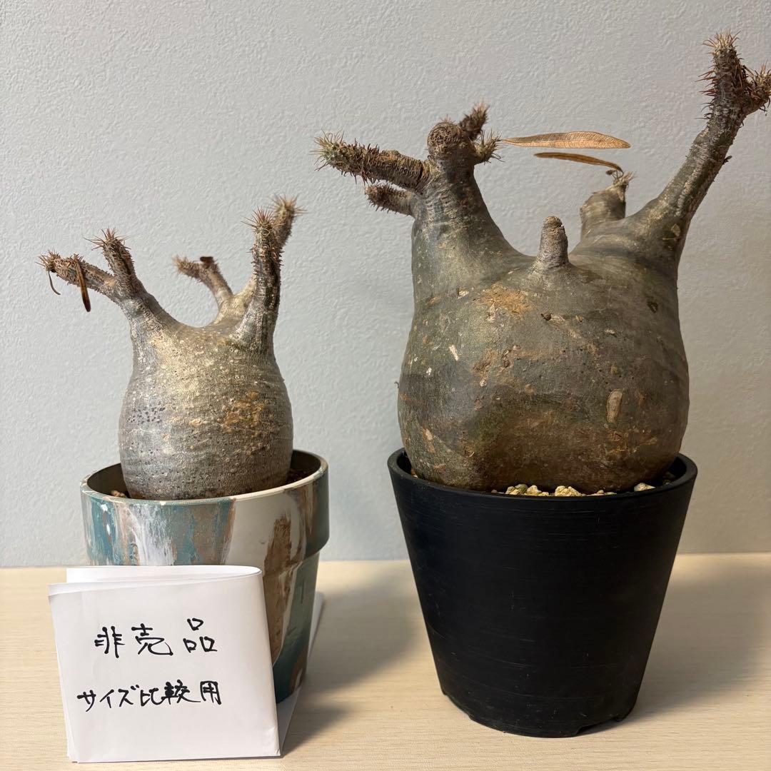 パキポディウム・グラキリス④　発根済み　現地球