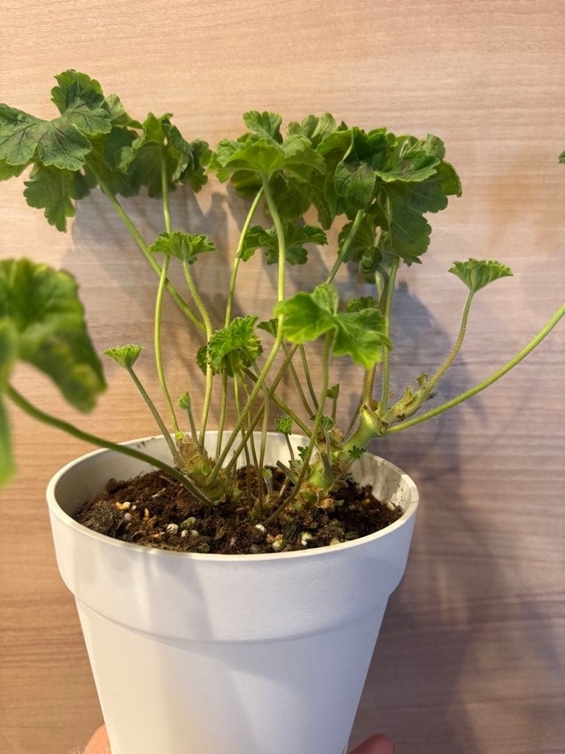 超新品黄色ゼラニウム苗