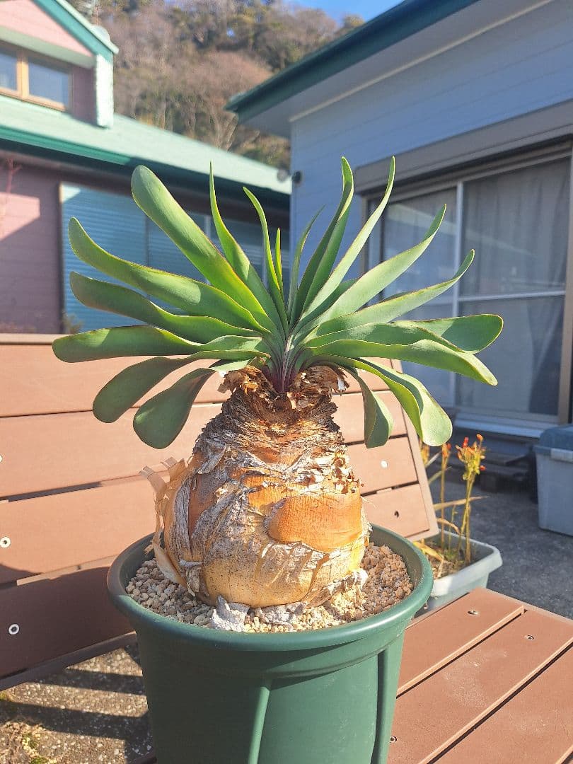 ブーファン　ハエマンソイデス