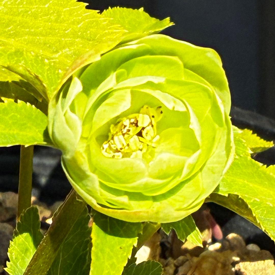 植*鑑様 3564☘️蕾花付き☘️⭐️超希少⭐️一茶⭐️コロコロ小輪⭐️キープカ