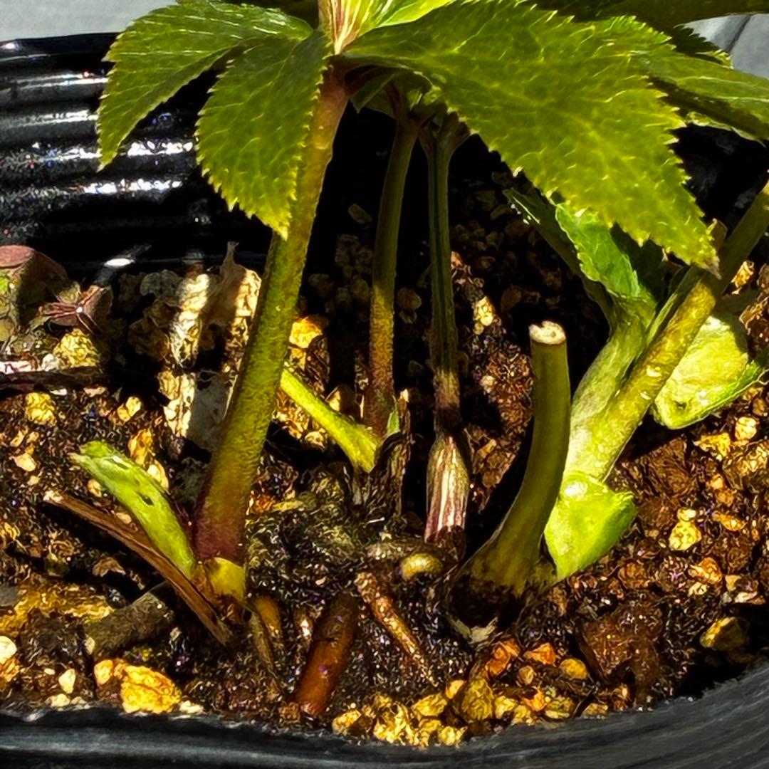 植*鑑様 3564☘️蕾花付き☘️⭐️超希少⭐️一茶⭐️コロコロ小輪⭐️キープカ