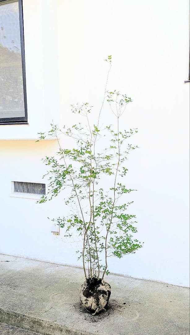 山採りドウダンツツジ。