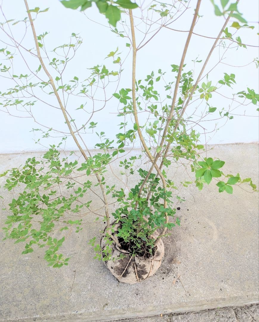 山採りドウダンツツジ。