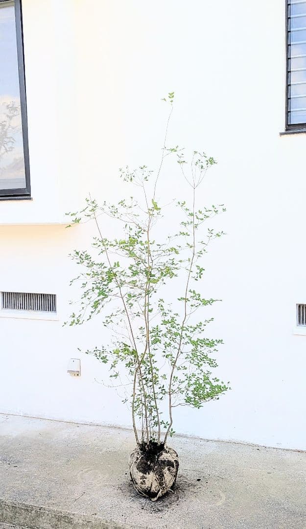 山採りドウダンツツジ。