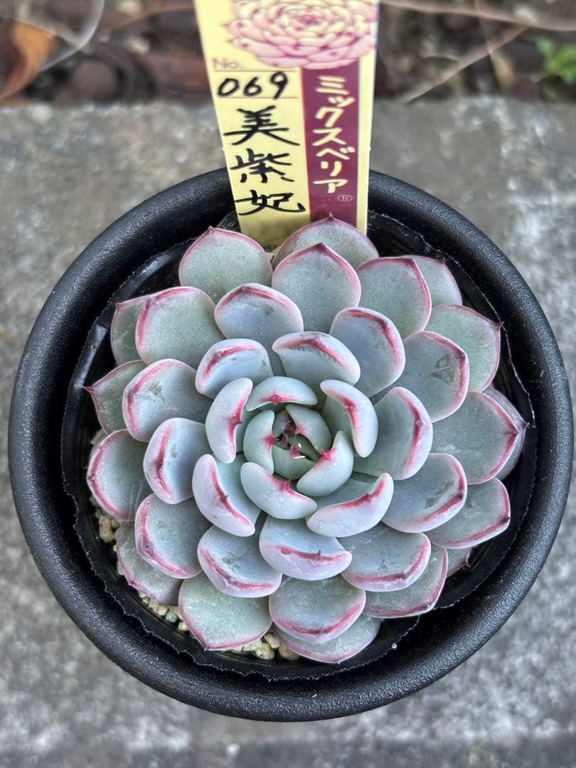 超希少 おらいさん苗 ミックスベリア 美紫妃 札付き 極上株 多肉植物③