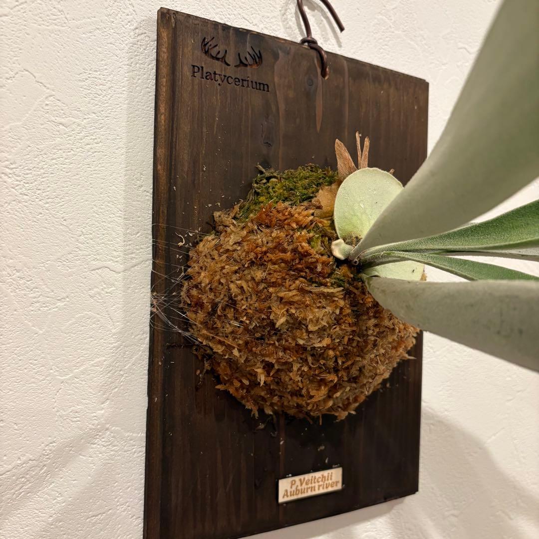 ビカクシダ　ベイチー　アーバンリバー