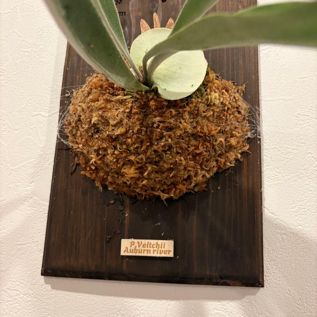 ビカクシダ　ベイチー　アーバンリバー