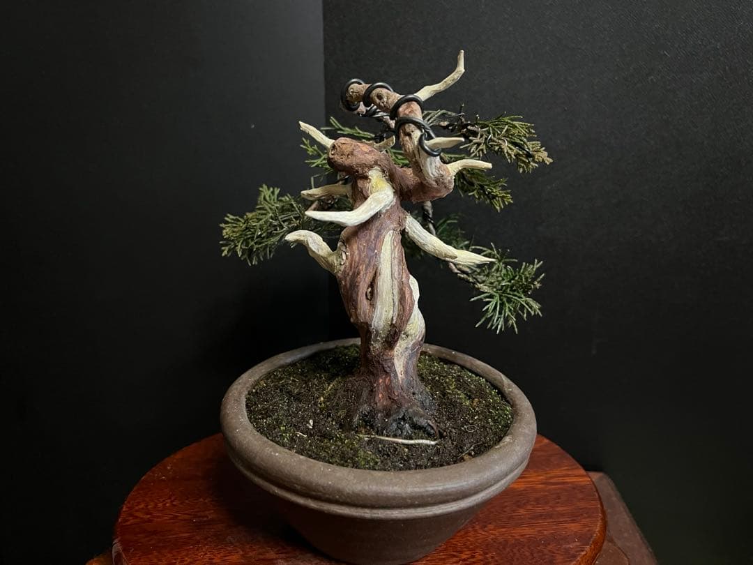 真柏盆栽　糸魚川真柏　古木　捻転シャリ　小品盆栽ミニ盆栽 樹高12cm 喜仙鉢