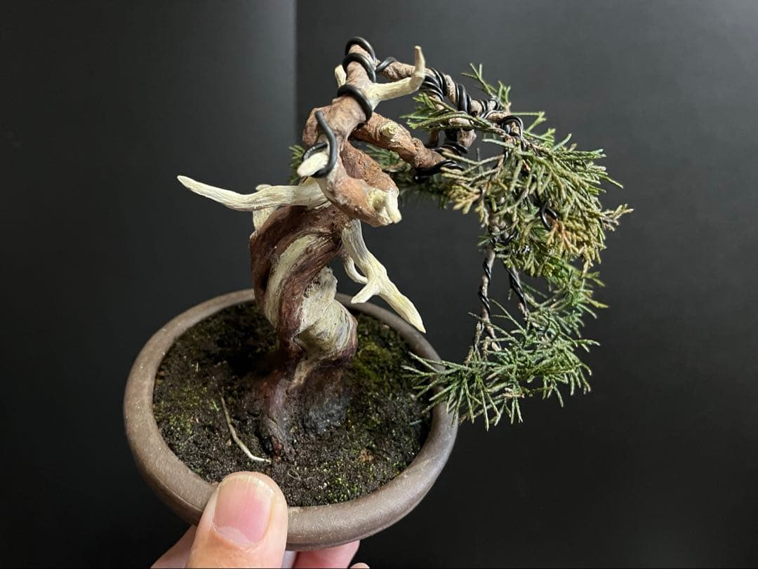 真柏盆栽　糸魚川真柏　古木　捻転シャリ　小品盆栽ミニ盆栽 樹高12cm 喜仙鉢