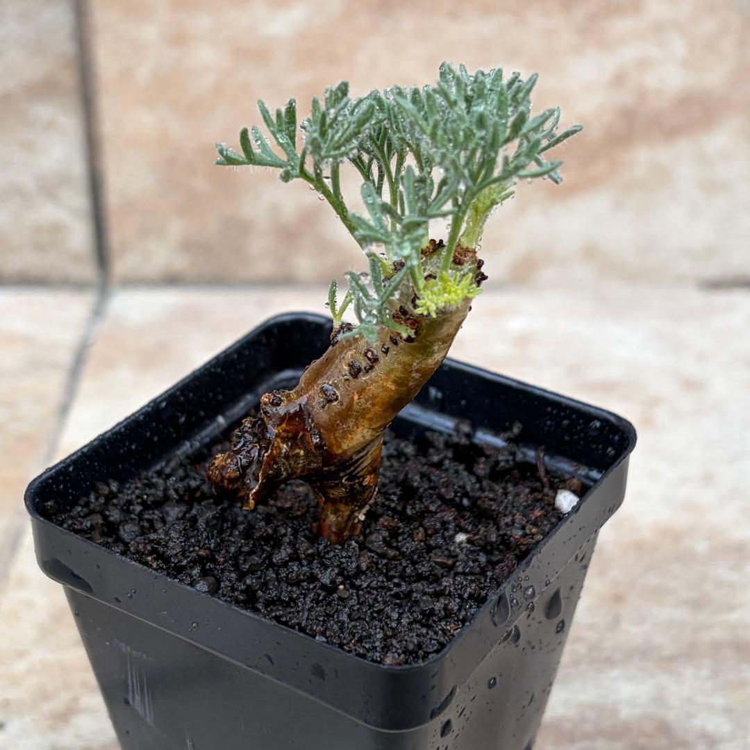 サルコカウロン　ムルチフィズム　約2.5号鉢　No.003　鉢送料込