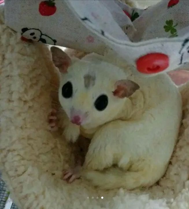 モモンガハウス(リアル・苺・籠柄)ボアピンク  2100円