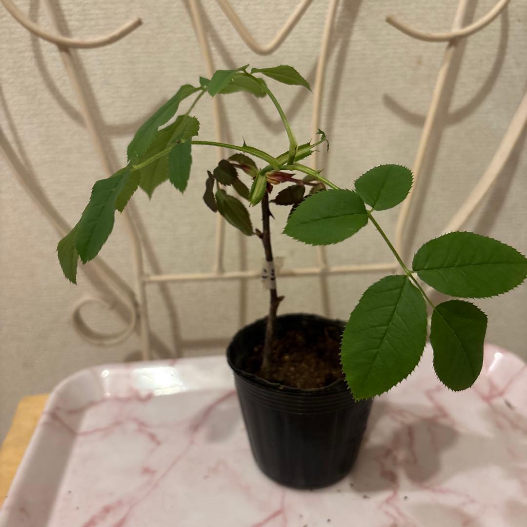 廃盤品種 ER 珍しい色ベンジャミン