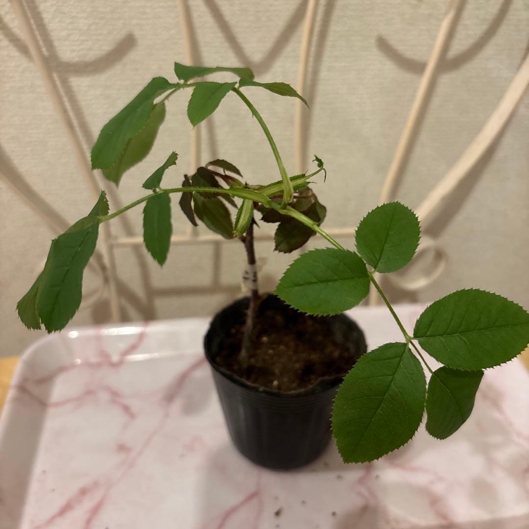 廃盤品種 ER 珍しい色ベンジャミン