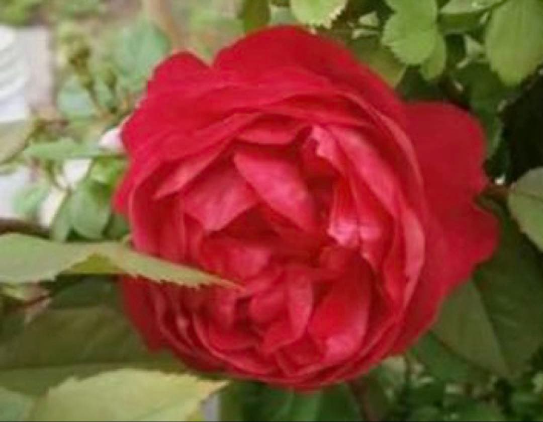 廃盤品種 ER 珍しい色ベンジャミン