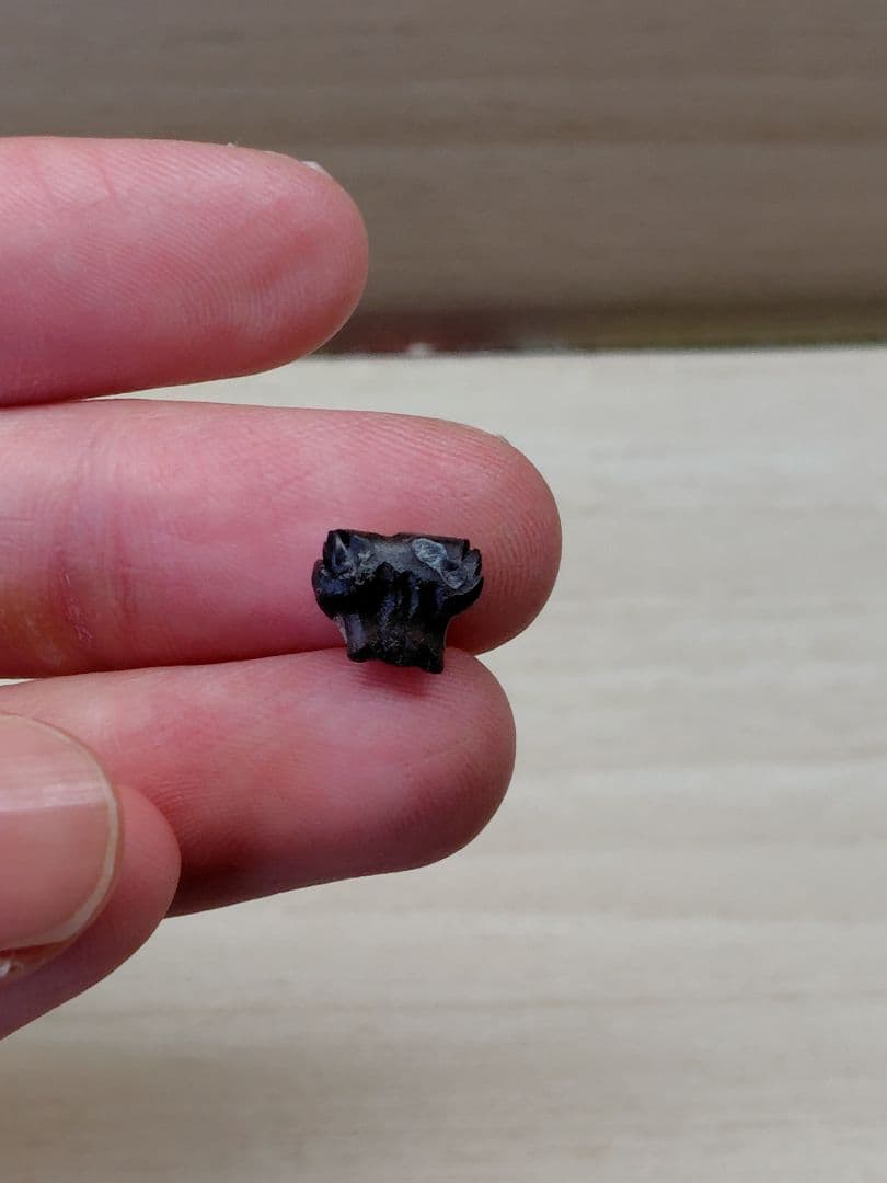 アンキロサウルス　歯　化石　恐竜