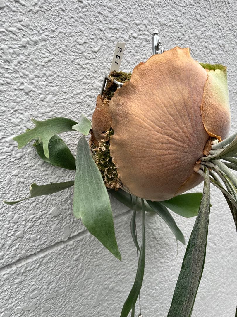 ビカクシダ　E-1 OC 白ビフ