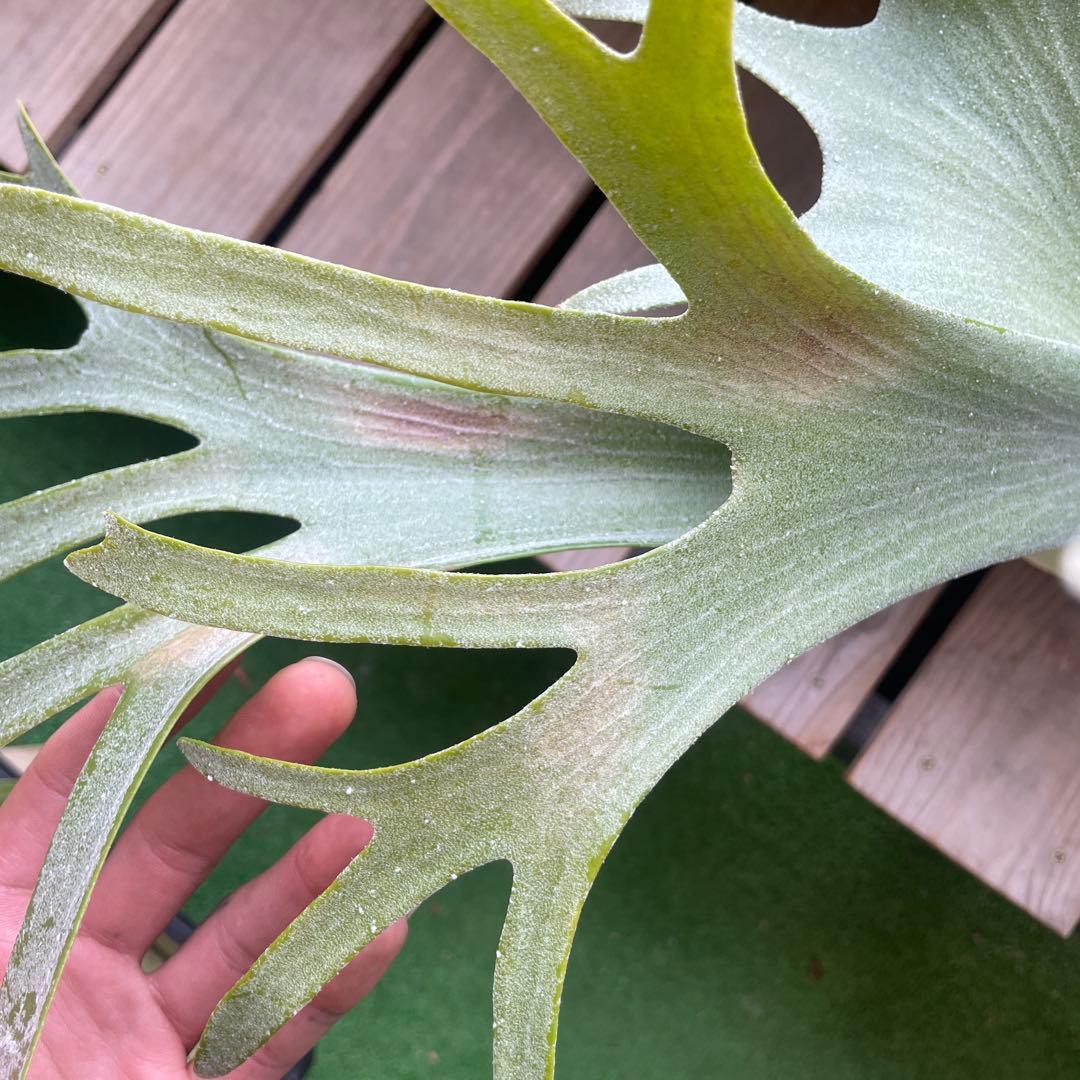 ビカクシダ P.Bifur sp white E-1 pup