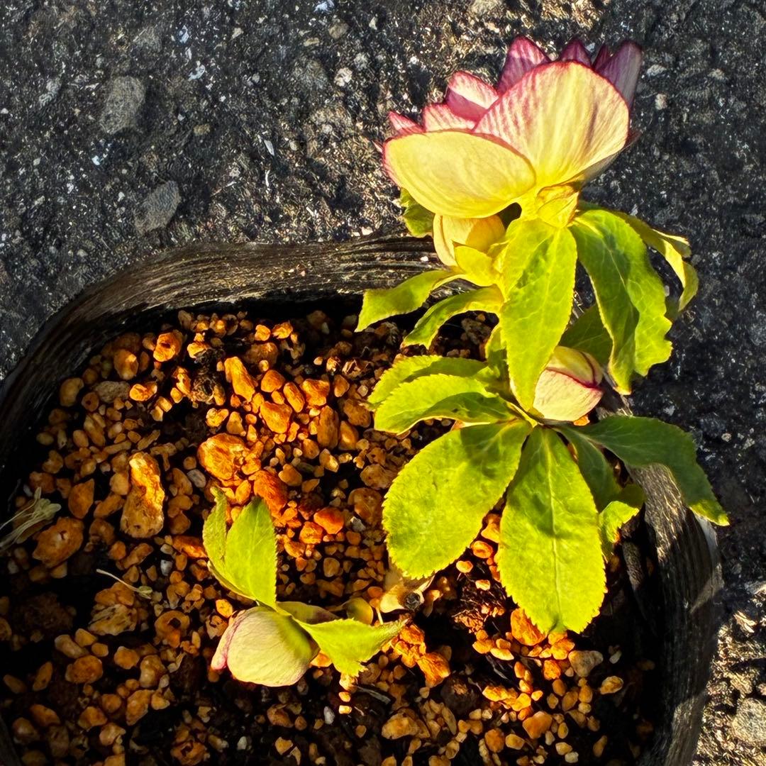 あ*号様 3568☘️蕾花タグ付☘️⭐️レッドイルミリオン⭐️美発色オーレア⭐️