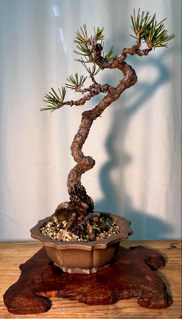 黒松　古木　文人