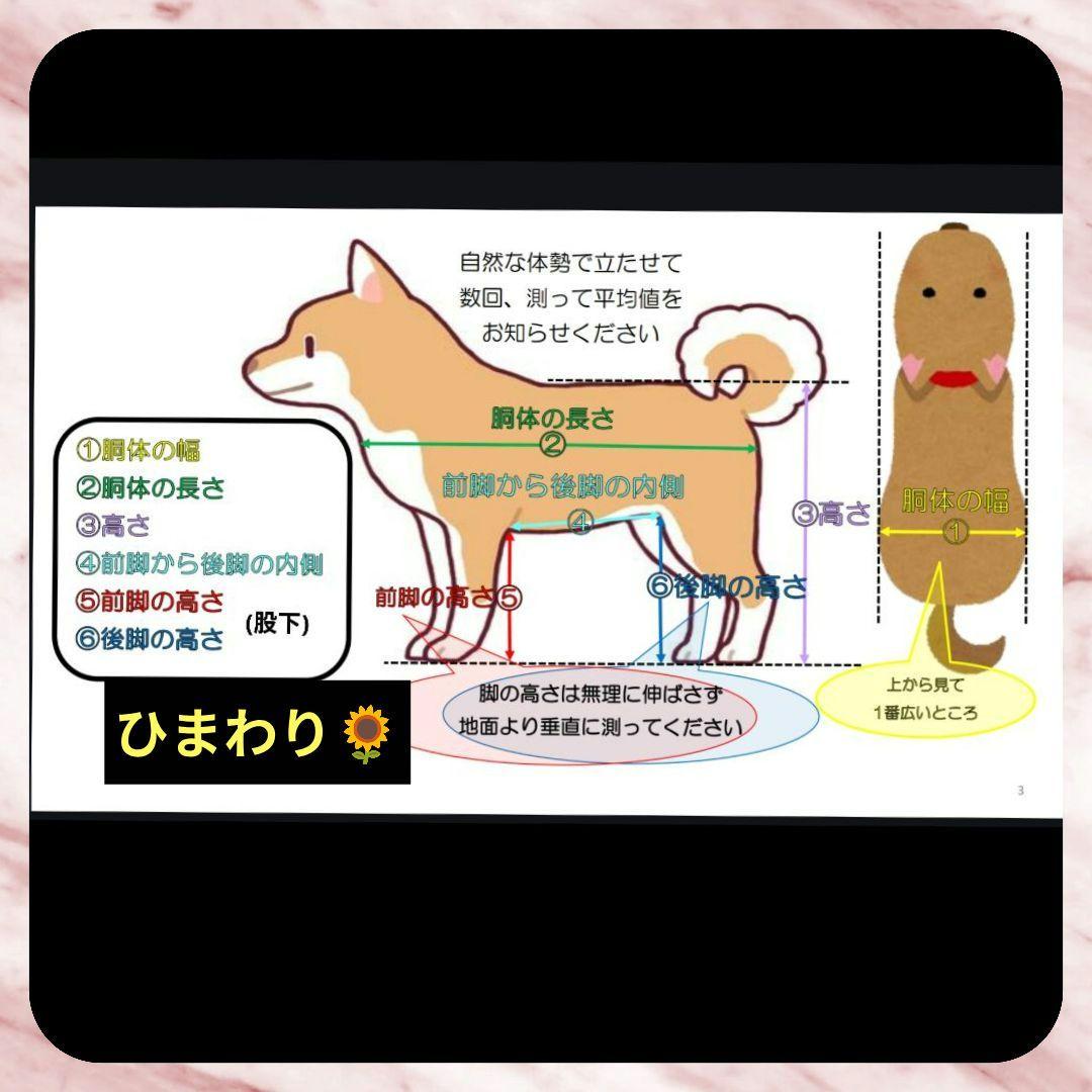 スピッツ4輪　リハビリ　食事補助　犬用車椅子　介護用　犬の歩行器
