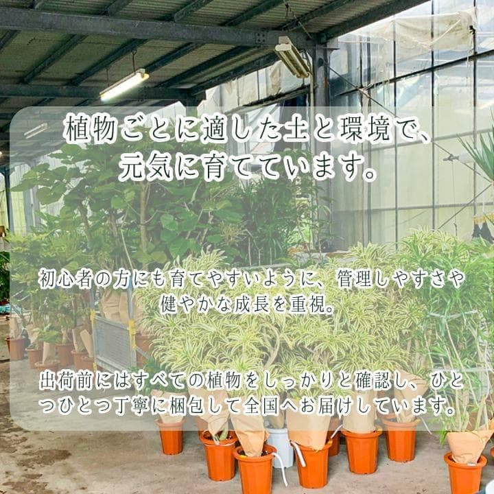 パキラ｜ミルキーウェイ × ムーンライト｜四箇所接木｜無機質用土 ｜A12