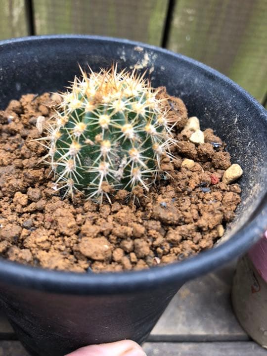 専用ページです！サボテン 美女丸♪抜き苗