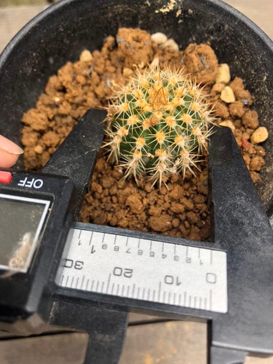 専用ページです！サボテン 美女丸♪抜き苗