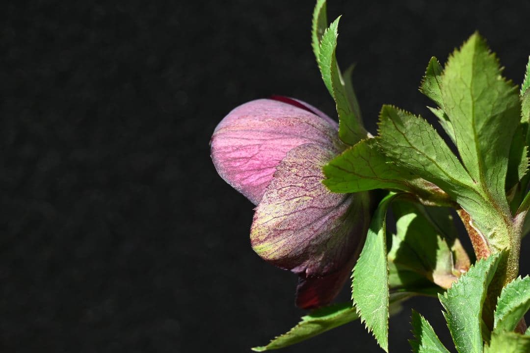 クリスマスローズ　認定アンティークモーリー　加藤農園