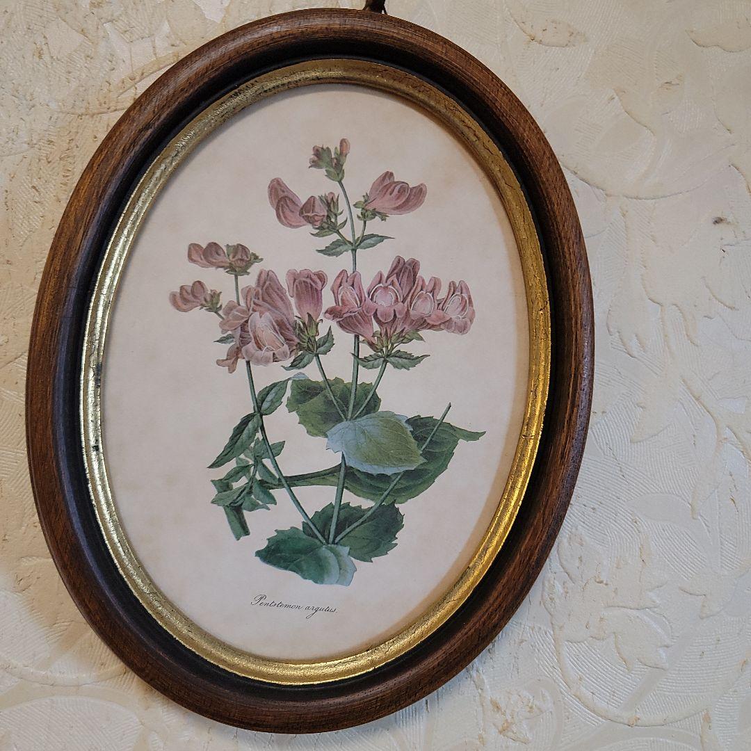 くれは様用です！！　ヴィンテージ　イタリア製　ボタニカルアート　2つ