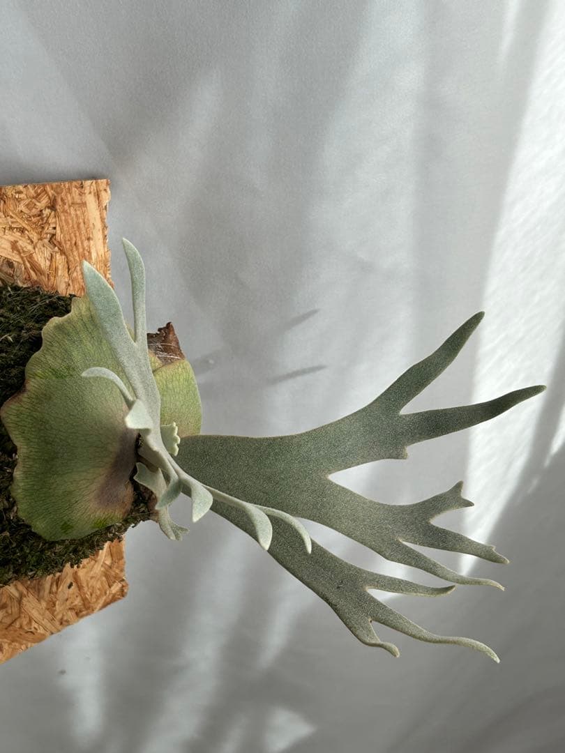 ビカクシダ P. Willinckii Jade Girl sporeling