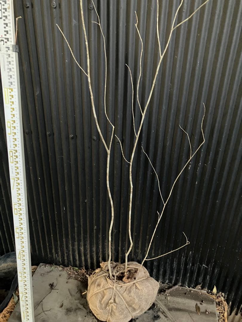 山採り　アオダモ　k