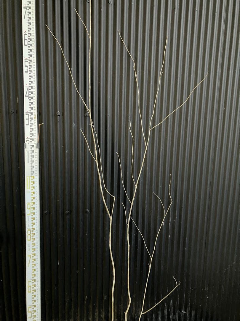 山採り　アオダモ　k