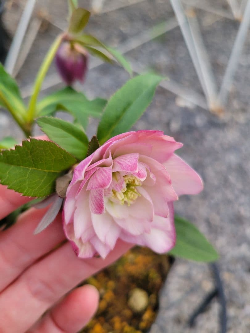 横山園芸　クリスマスローズ　小輪　ピンクダブル