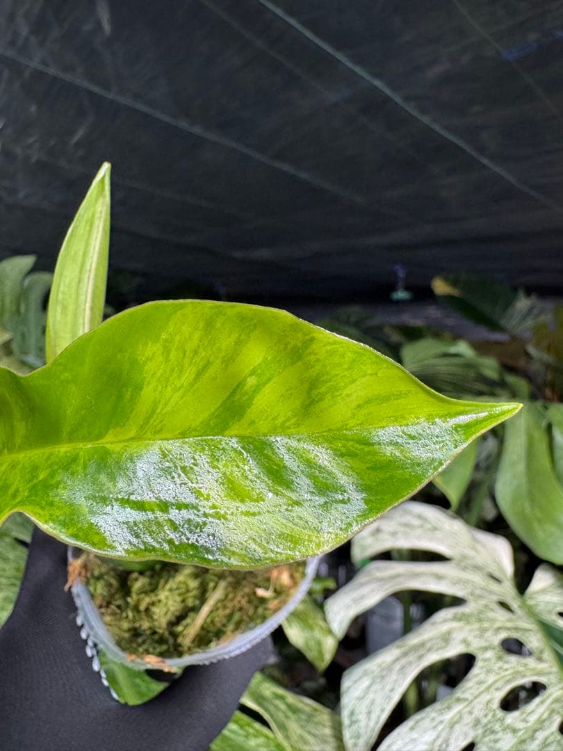 K1 フィロデンドロン　キティナ　健康カット苗