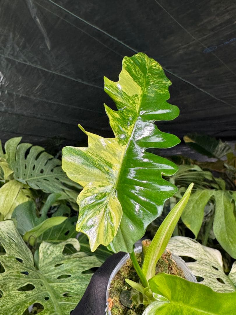 K1 フィロデンドロン　キティナ　健康カット苗