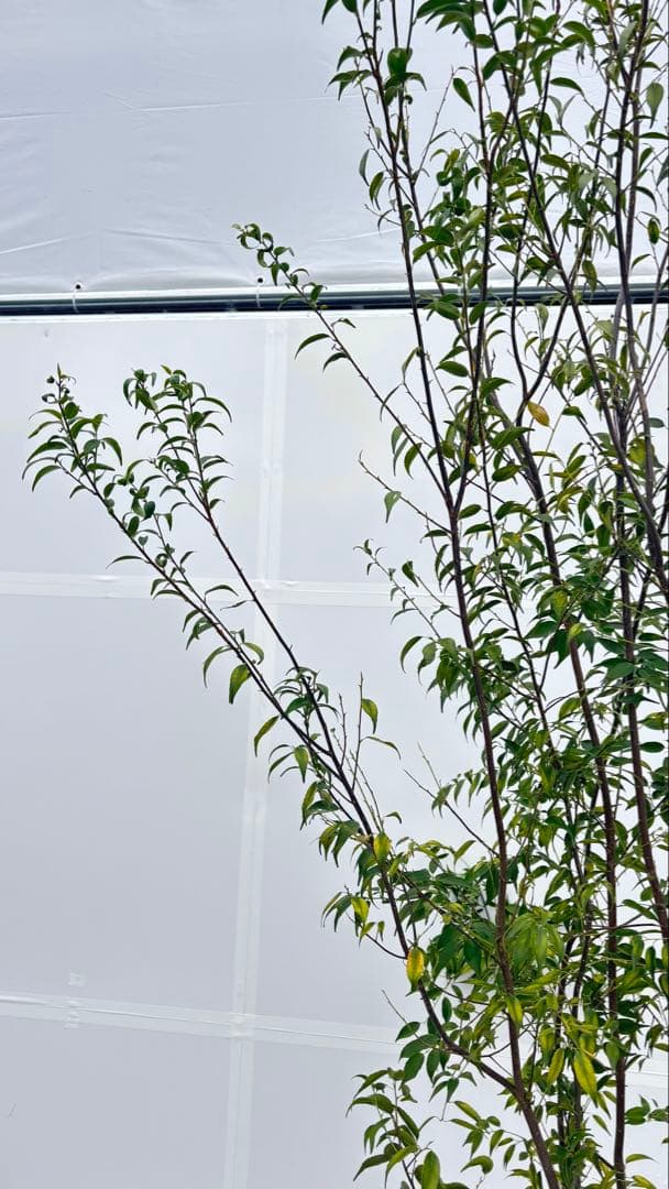 超特大サイズ 細く美しく繊細な樹形 ハイノキ 株立 715 樹高2.7m位